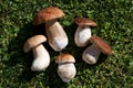 Edible mushrooms Royalty Free Stock Photo