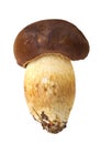 Edible mushrooms