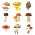 Edible mushrooms