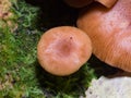 Edible mushrooms Agaric honey fungus or Armillaria mellea, cap macro, selective focus, shallow DOF