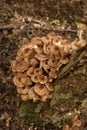 Edible mushrooms. Armillaria mellea, honey fungus in the autumn forest. Royalty Free Stock Photo