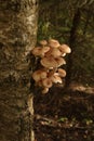 Edible mushrooms. Armillaria mellea, honey fungus in the autumn forest on a tree trunk Royalty Free Stock Photo