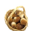 Edible mushrooms in a basket Royalty Free Stock Photo