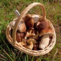 Edible mushrooms in a basket Royalty Free Stock Photo