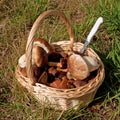 Edible mushrooms in a basket Royalty Free Stock Photo