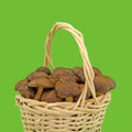 Edible mushrooms in a basket Royalty Free Stock Photo