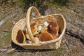 Edible mushrooms in a basket Royalty Free Stock Photo
