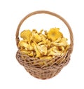 Edible mushrooms in the basket. Chanterelle cibarius isolared on a white background. Agaricus cantharellus Royalty Free Stock Photo