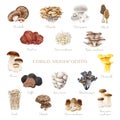 Edible mushrooms big set. Watercolor painted illustration. Porcini, chanterelle, truffle, enoki, shiitake, morel various