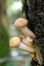 edible mushrooms on a birch tree Royalty Free Stock Photo