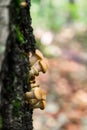 edible mushrooms on a birch tree Royalty Free Stock Photo