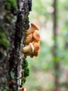 edible mushrooms on a birch tree Royalty Free Stock Photo