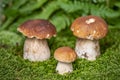 Edible mushrooms - Boletus edulis in a forest Royalty Free Stock Photo