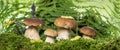 Edible mushrooms - Boletus edulis in forest Royalty Free Stock Photo