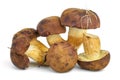 Edible mushrooms (Cepe) Royalty Free Stock Photo