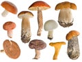 Edible mushrooms collection