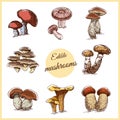 Edible Mushrooms Color Sketches