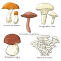 Edible mushrooms. Colored, clip art, line art. Set of vector illustrations