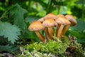 Edible mushrooms commonly known as sheathed woodtuft Royalty Free Stock Photo