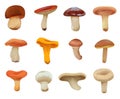 Edible mushrooms. Drawn Mushroom Tutorial Royalty Free Stock Photo