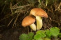 suillus granulatus, edible mushroom Royalty Free Stock Photo