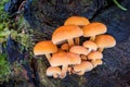 Edible mushrooms Flammulina velutipes known as Golden Needle Royalty Free Stock Photo