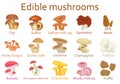 Edible mushrooms flat icon set