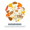 Edible mushrooms flat vector poster of forest champignon, chanterelle and exotic truffle mushroom