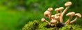 Edible mushrooms in a forest on green background Royalty Free Stock Photo