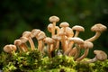 Edible mushrooms in a forest. Honey agarics mushrooms Royalty Free Stock Photo