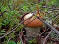 Edible mushrooms in the forest litter. Mushrooms in the forest-t