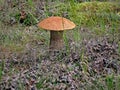 Edible mushrooms in the forest litter. Mushrooms in the forest-t