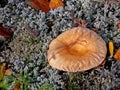 Edible mushrooms in the litter. Mushrooms in the forest-t