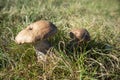 Edible mushrooms in grass sunny close up in Finland