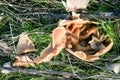 beautiful edible raw mushroom outside forage free food