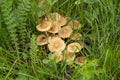 Edible mushrooms grow in green grass. Marasmius oreades Royalty Free Stock Photo