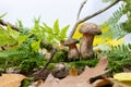 Edible mushrooms grow among moss