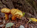 Edible mushrooms growing by a couple in a summer forest. The concept of using natural organic food for nutrition