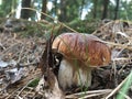 Edible Mushrooms Growing in Woods in Suburbs of Moscow in Russia.