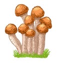 Edible mushrooms honey agarics. Hand drawn armillaria mellea edible fungus. Sketch style natural organic vitamin food