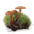 edible mushrooms honey mushrooms and green moss on a white background.