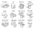 Edible mushrooms icon set. Vector line. Editable outline stroke. Royalty Free Stock Photo