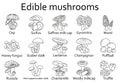 Edible mushrooms icons set