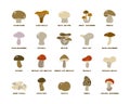 Edible mushrooms with lettering, color silhouette icons set. Simple vector contour