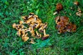 Edible mushrooms lie on green grass. Top view. Background. Royalty Free Stock Photo