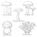Edible mushrooms. Line art. Set of vector illustrations