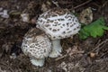 Edible mushrooms with mushroom caps