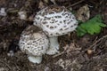 Edible mushrooms with mushroom caps