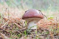 Edible mushroom Suillus luteus growing in the grass