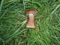 Edible mushrooms, mushrooms grow in the forest, in the grass. Mushroom picking. Red Riding Hood mushroom. Edible mushrooms grow in